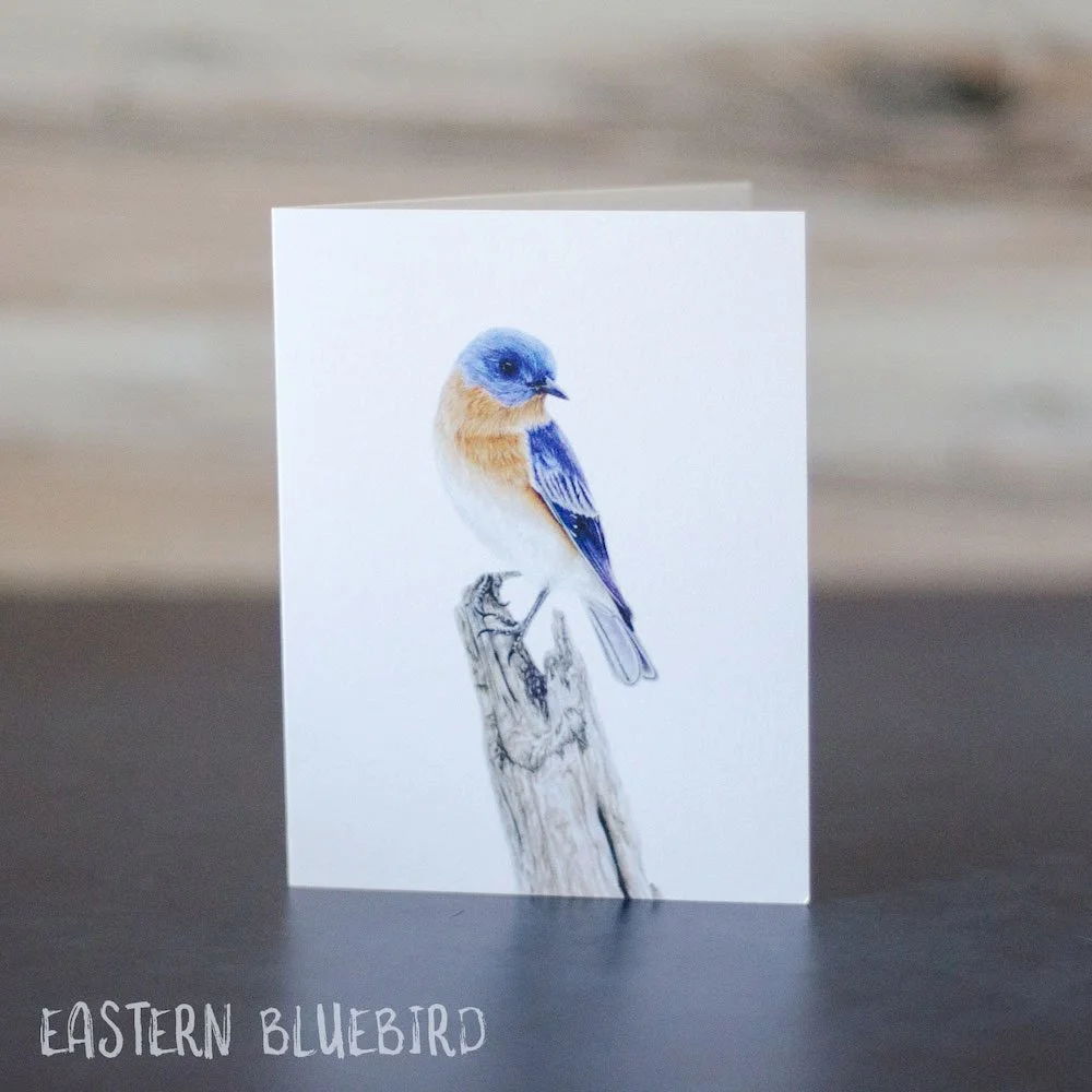 Colored pencil drawing of an Eastern bluebird sitting on a tree. Illustration is printed on a blank greeting card.