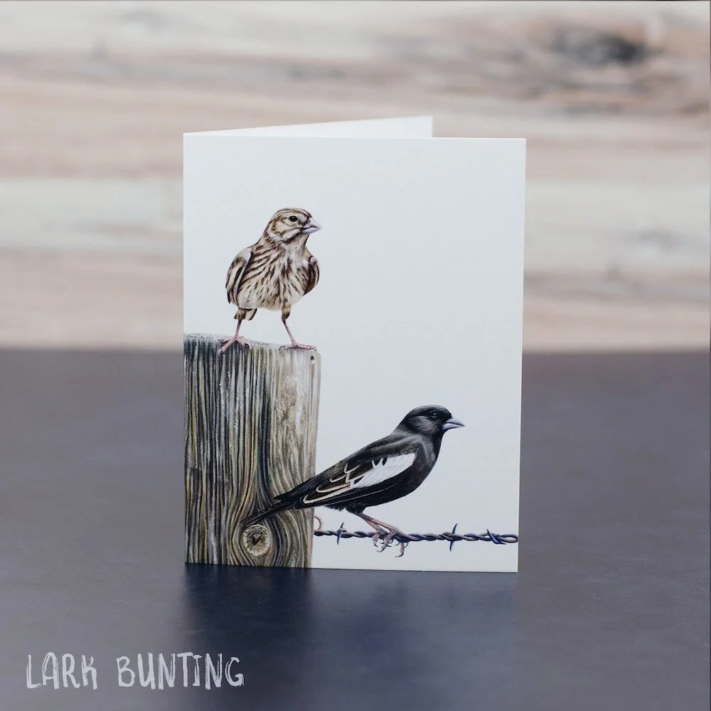 Pastel drawing of lark buntings. Male is black & white, female is brown and streaked. Art is printed on a blank greeting card.