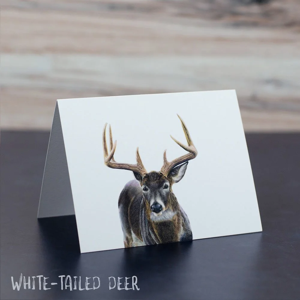 Pastel drawing of a white-tailed deer buck looking toward the viewer. Art is printed on a blank greeting card.