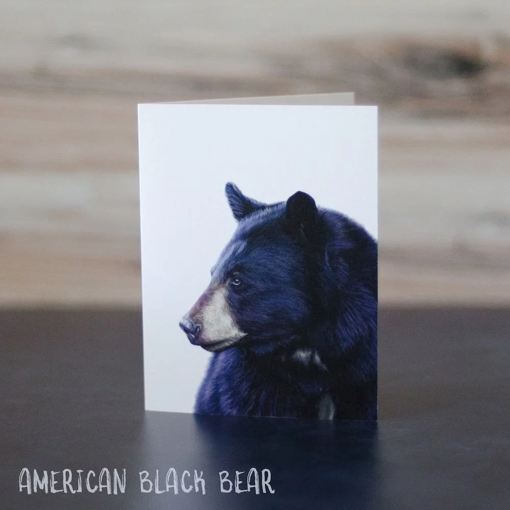 Pastel drawing of an American black bear, focused on the bear's face and chest. Art is printed on a blank greeting card.