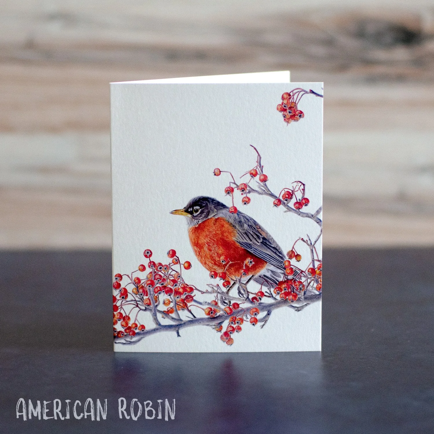 Text on American Robin.jpg