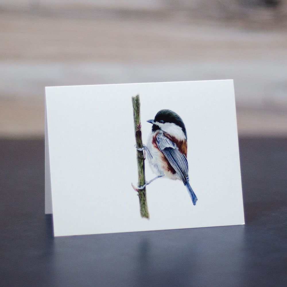 Pastel drawing of a chestnut-backed chickadee perched vertically on a branch. Illustration is printed on a blank greeting card.