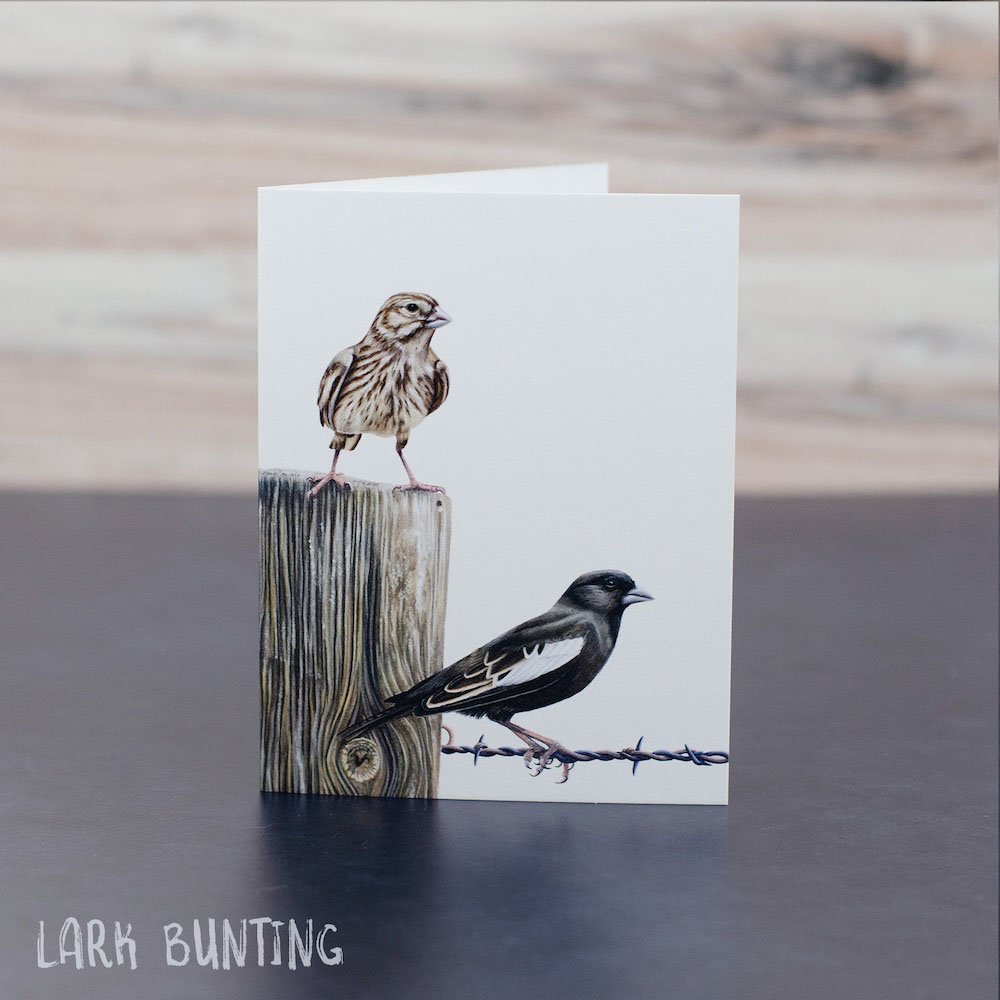 Pastel drawing of two lark buntings (male and female) on a fence. Illustration is shown printed on a blank greeting card.