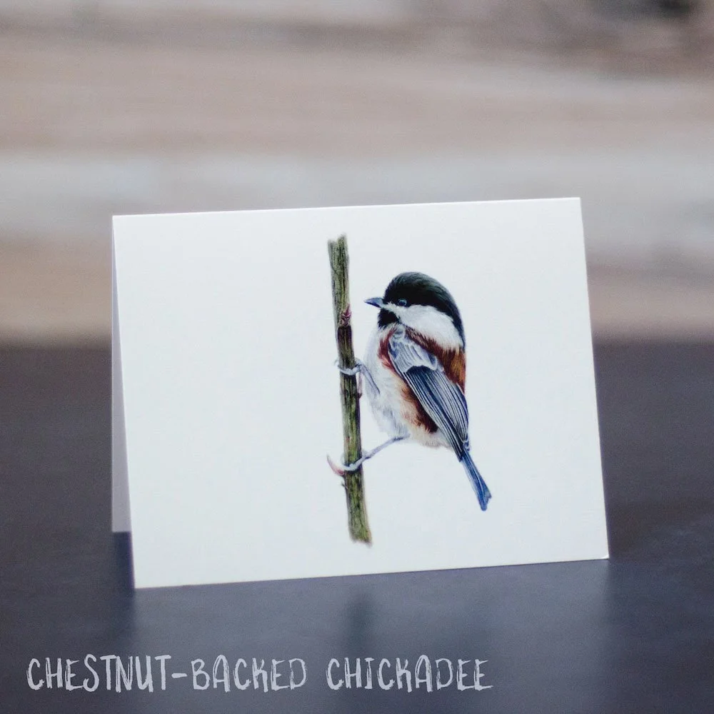Pastel drawing of a chestnut-backed chickadee hanging onto a vertical branch. Art is printed on a blank greeting card.