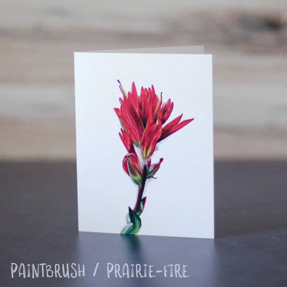 Detailed pastel drawing of red prairie-fire aka paintbrush. Illustration is printed on a blank greeting card.