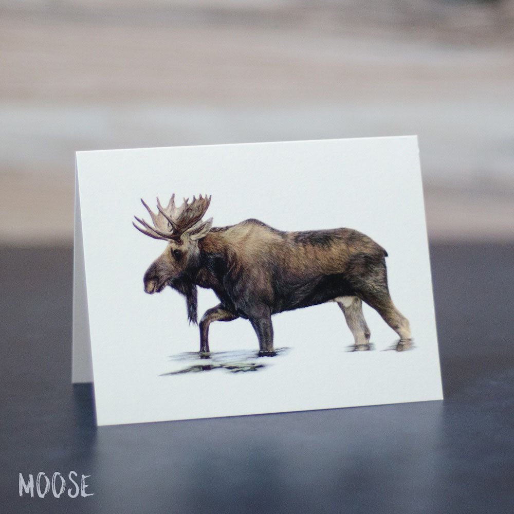 Detailed colored pencil drawing of a male moose wading through water. Illustration is printed on a blank greeting card.