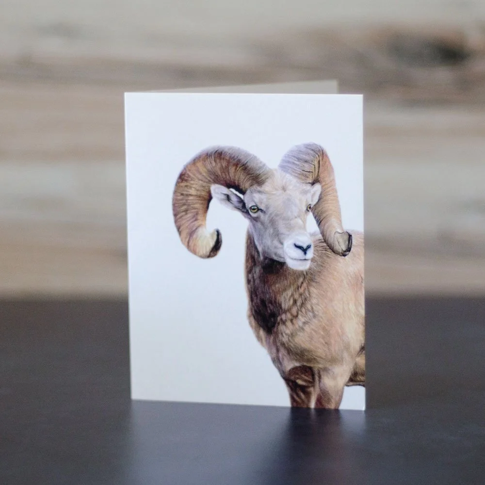 Colored pencil drawing of a bighorn sheep ram, focused on his face, horns, and chest. Art is printed on a blank greeting card.