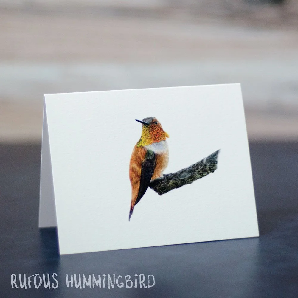 Colored pencil drawing of a male rufous hummingbird. Illustration is shown printed on a blank greeting card.