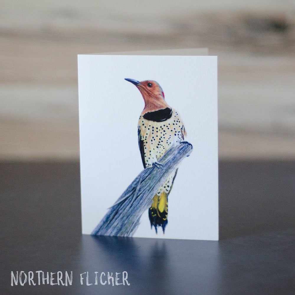 Pastel drawing of a yellow-shafted Northern flicker woodpecker. Illustration is printed on a blank greeting card.
