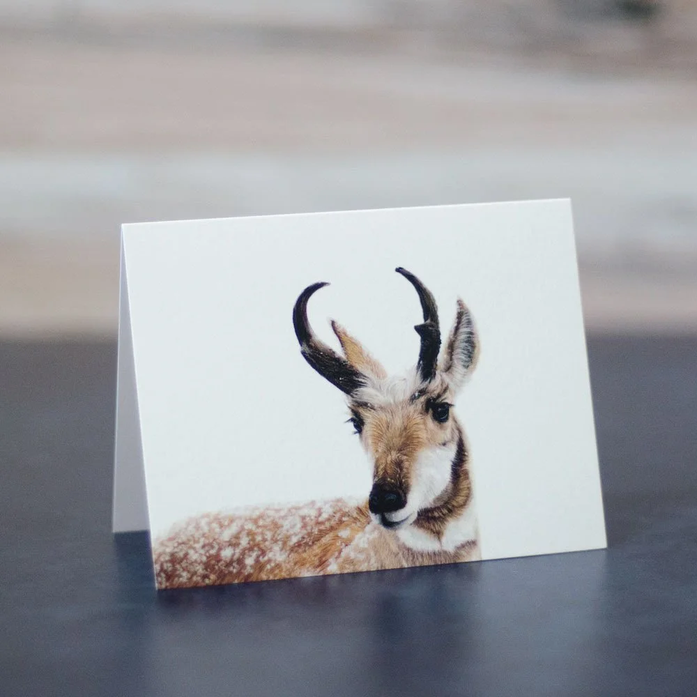 Pastel drawing of a pronghorn that has snowflakes on its fur. Illustration is printed on a blank greeting card.