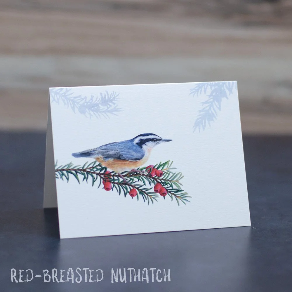 Pastel drawing of a red-breasted nuthatch perched on a Pacific yew tree. Art is shown printed on a blank greeting card.