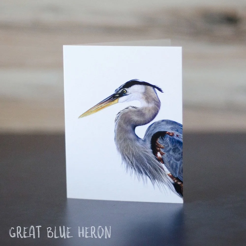 Detailed pastel drawing of a great blue heron from the side. Illustration is printed on a blank greeting card.