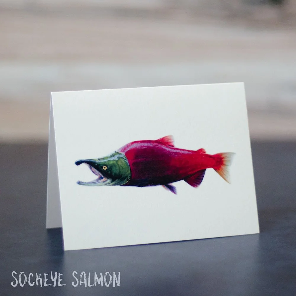 Pastel drawing of a deep red and green spawning sockeye salmon. Illustration is shown printed on a blank greeting card.