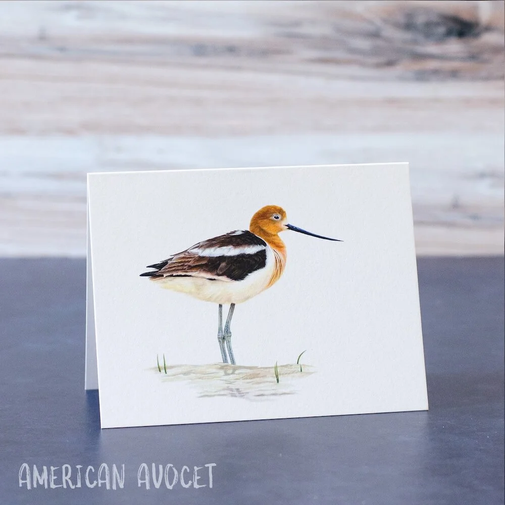 Pastel drawing of an American avocet shorebird in water. Illustration is shown on a blank greeting card.