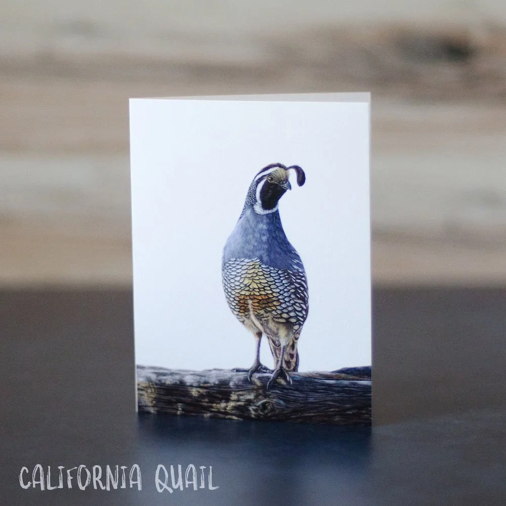 Pastel drawing of a male California quail, showing the colorful scalloped breast/belly. Art is printed on a blank greeting card.