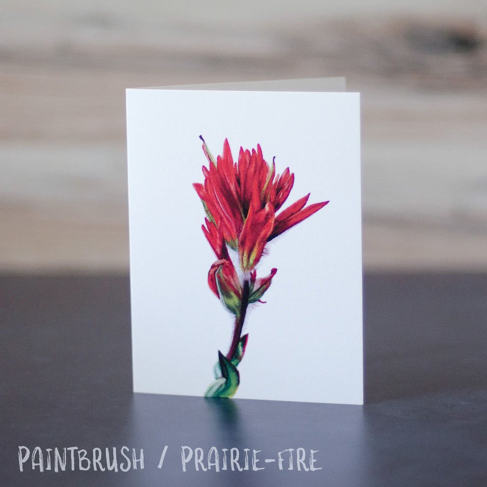 Detailed pastel drawing of red prairie-fire aka paintbrush. Illustration is printed on a blank greeting card.