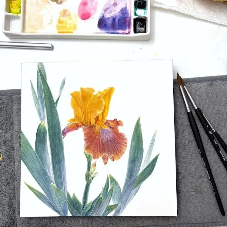 Iris Study 7.9" x 7.9" Original Watercolor Painting