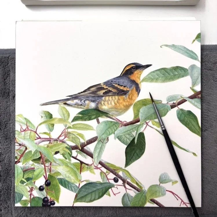 Detailed watercolor painting of a varied thrush bird on a leafy chokecherry branch with berries.