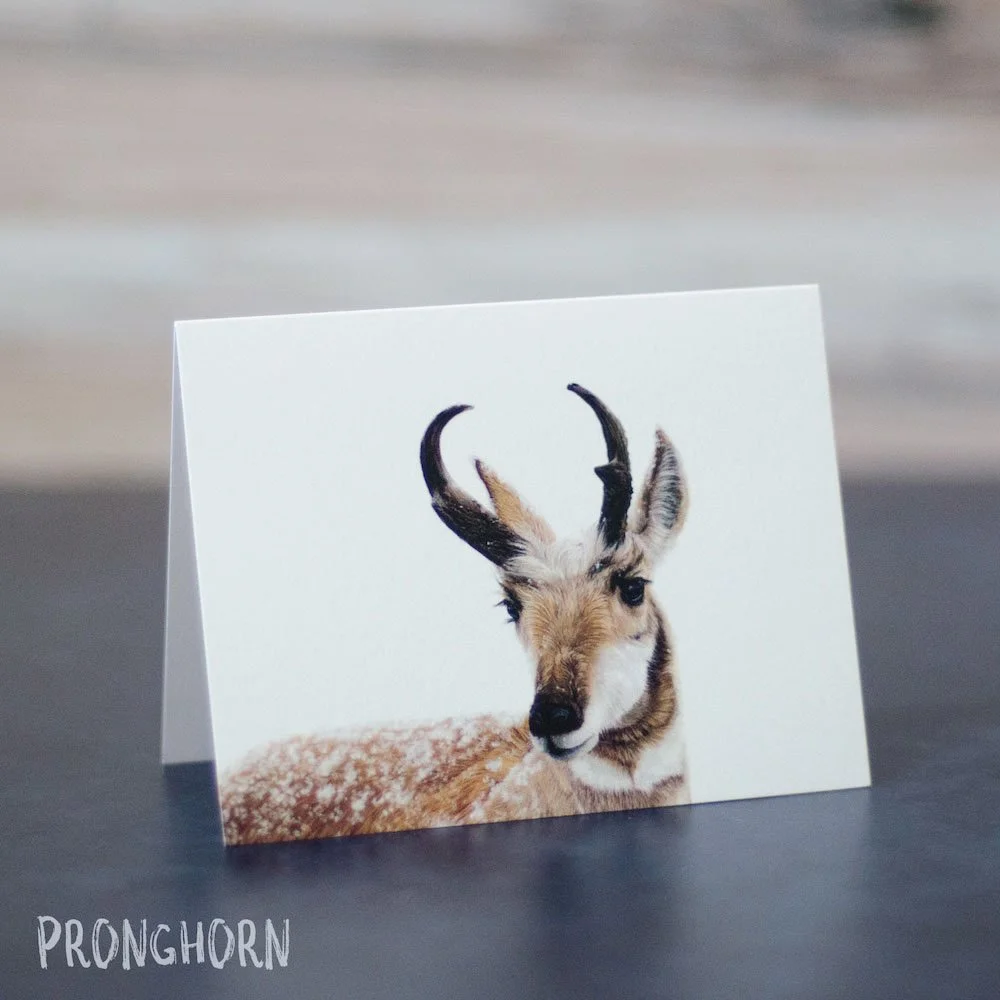 Detailed pastel drawing of a pronghorn aka American antelope in snow. Illustration is printed on a blank greeting card.