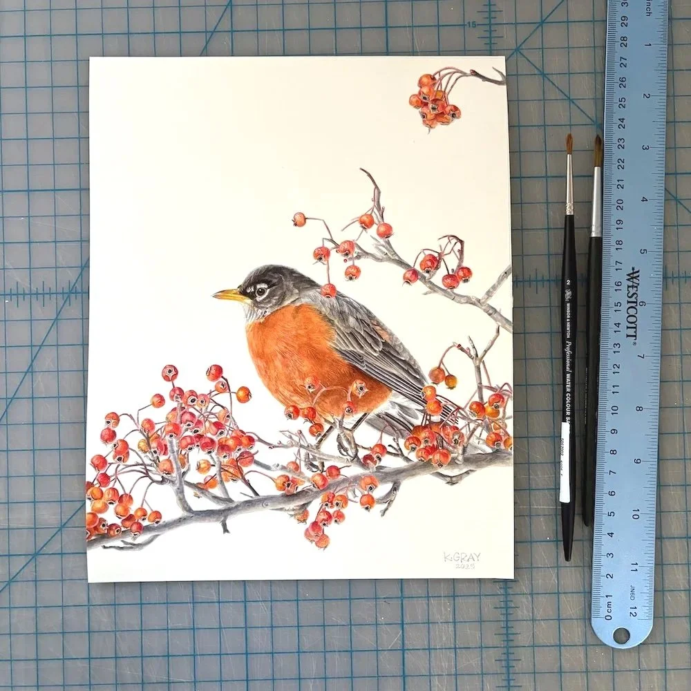 American Robin 8"x10" Original Watercolor Painting