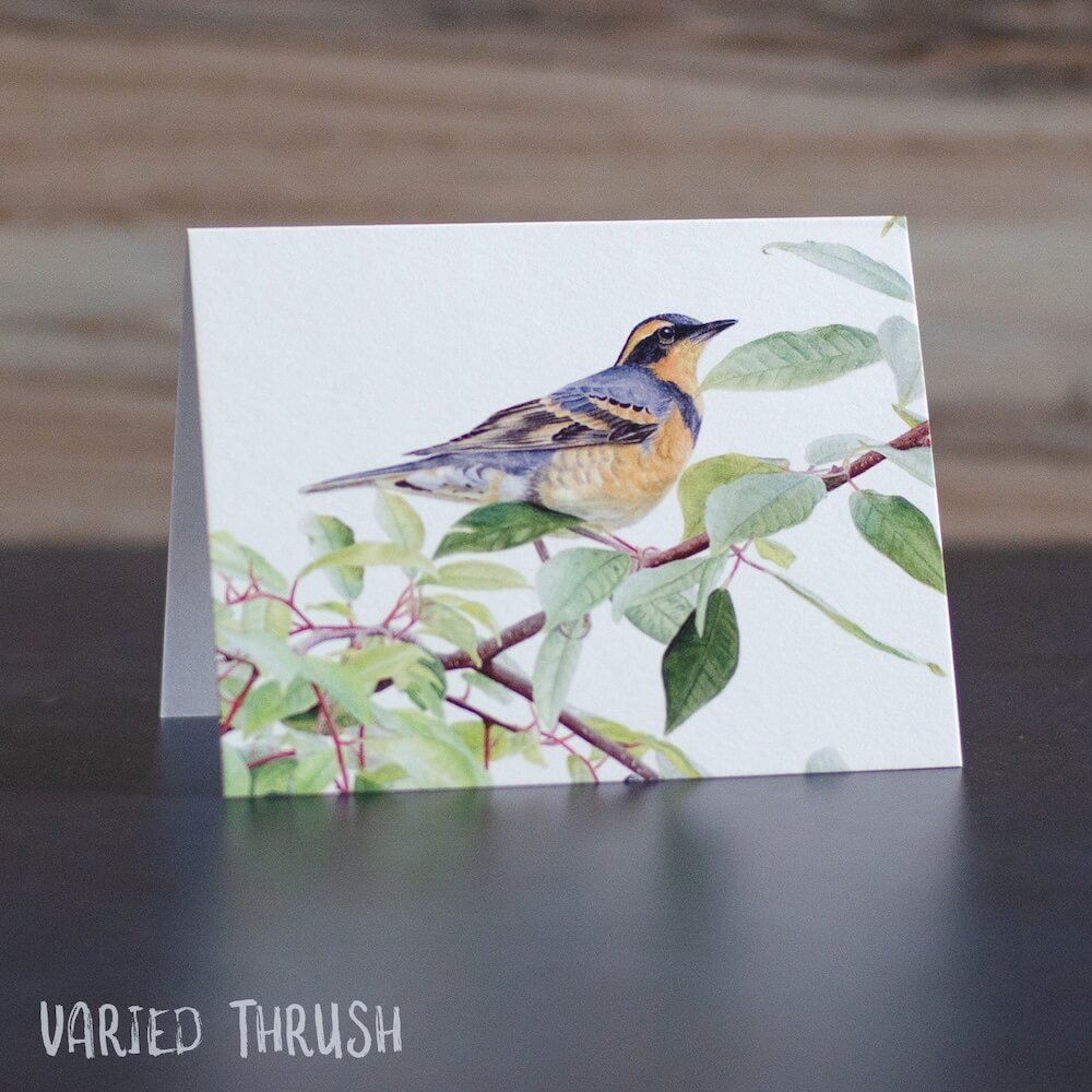 Watercolor painting of a varied thrush perched on a leafy chokecherry branch. Art is printed on a blank greeting card.