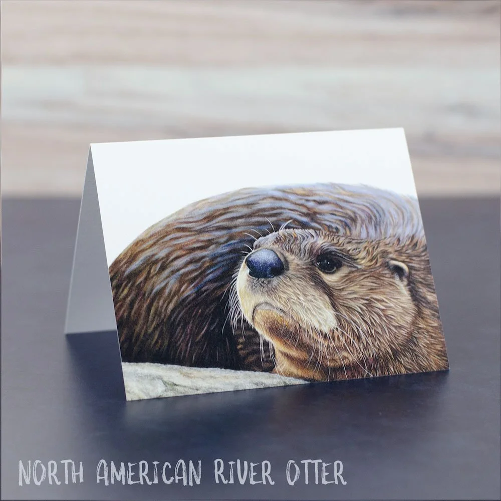 Colored pencil drawing of a wet North American river otter. Illustration is shown printed on a blank greeting card.