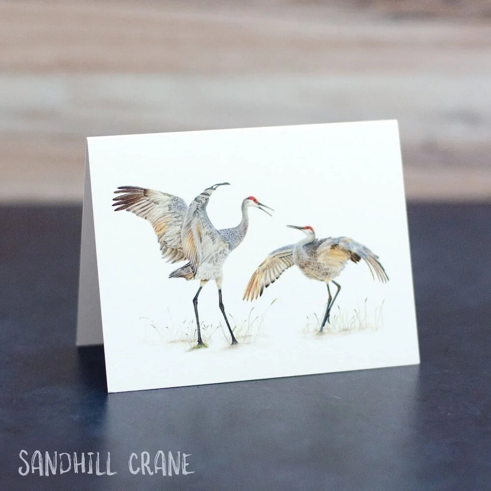 Colored pencil drawing of 2 sandhill cranes dancing in grass. Illustration is shown printed on a blank greeting card.