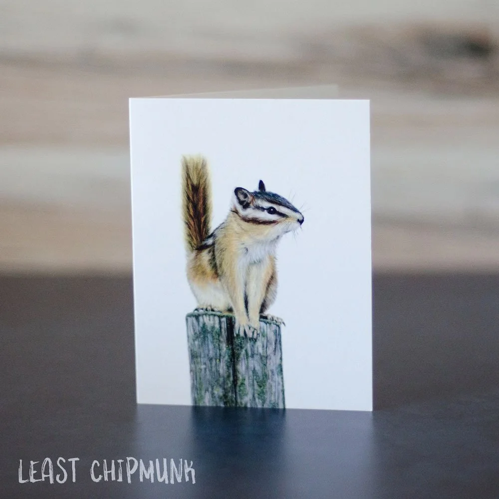 Pastel drawing of an alert least chipmunk on top of a wooden post. Illustration is printed on a blank greeting card.