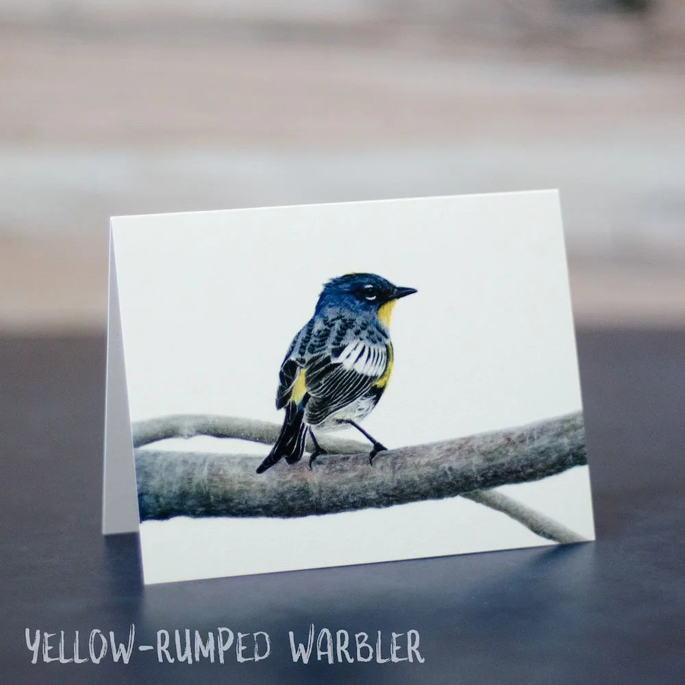 Pastel drawing of a yellow-rumped warbler perched on a branch. Illustration is shown printed on a blank greeting card.