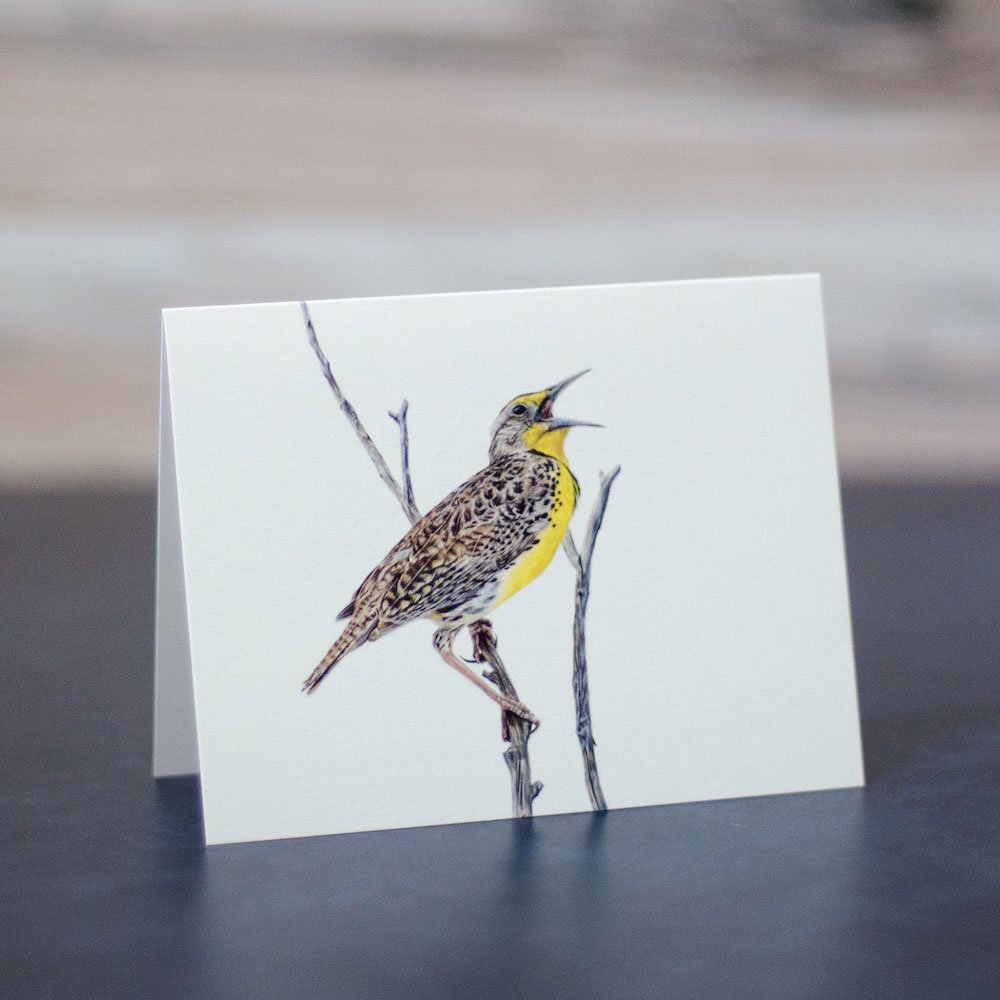 Colored pencil drawing of a Western meadowlark singing from a bare shrub branch. Art is printed on a blank greeting card.