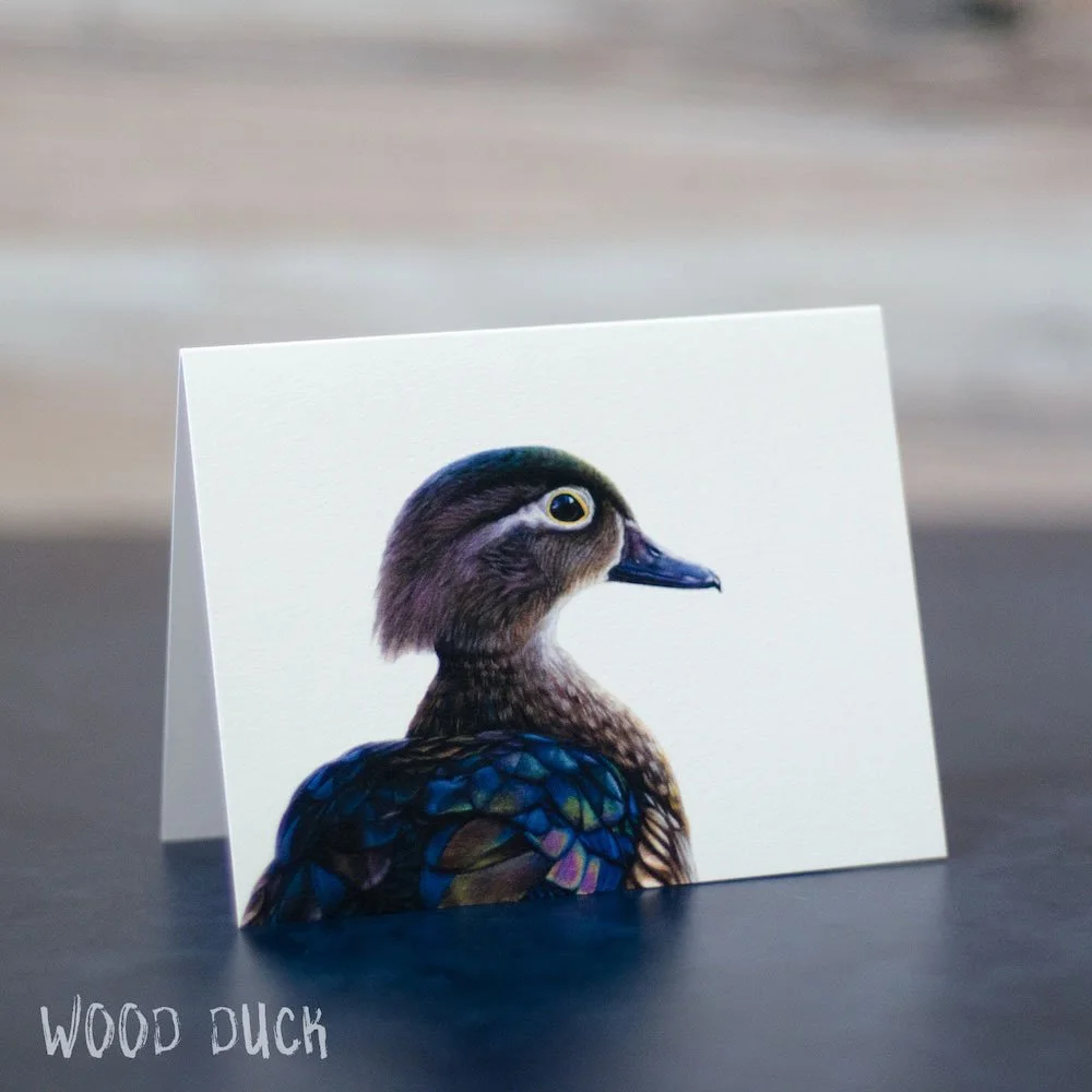 Pastel drawing of a female wood duck. Subtle color is seen in her feathers. Art is printed on a blank greeting card.