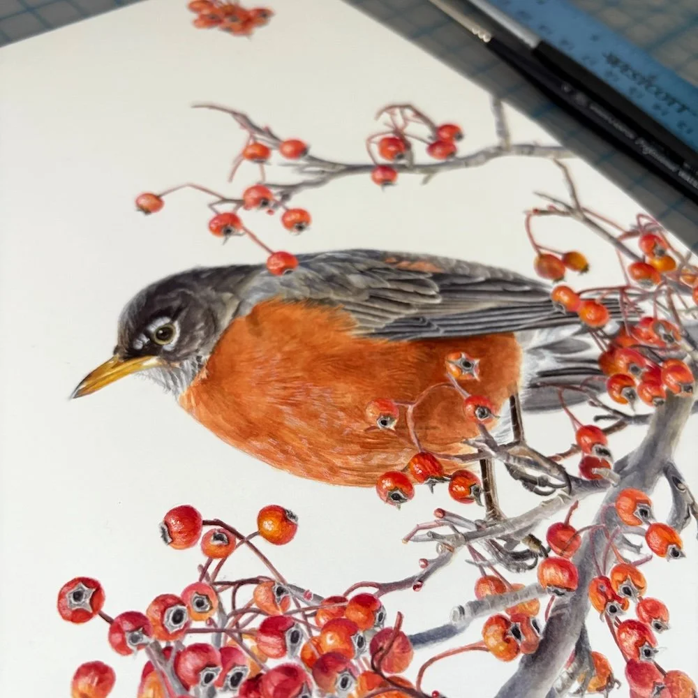 Close up of a detailed watercolor painting of an American robin in a tree with many berries.