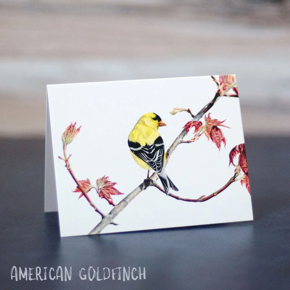 Colored pencil drawing of an American goldfinch on a branch with colorful leaves. Art is printed on a blank greeting card.