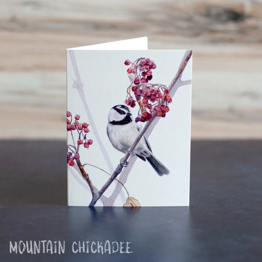Detailed watercolor painting of a mountain chickadee on a branch with shriveled berries. Art is printed on a blank greeting card.