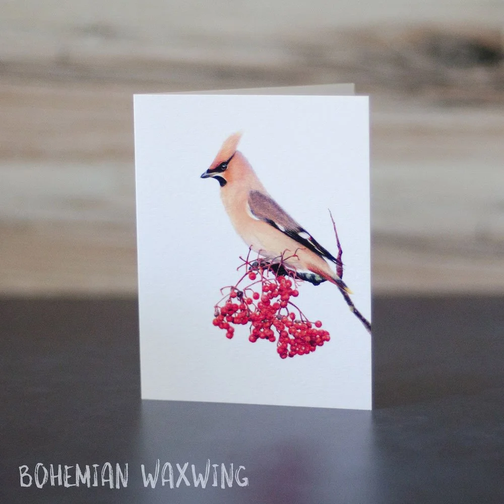 Colored pencil drawing of a bohemian waxwing on a branch with red berries. Art is shown printed on a blank greeting card.
