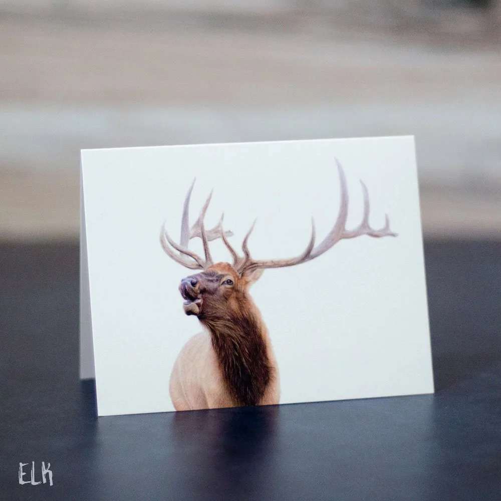 Colored pencil drawing of a male elk bugling in autumn. Illustration is shown printed on a blank greeting card.