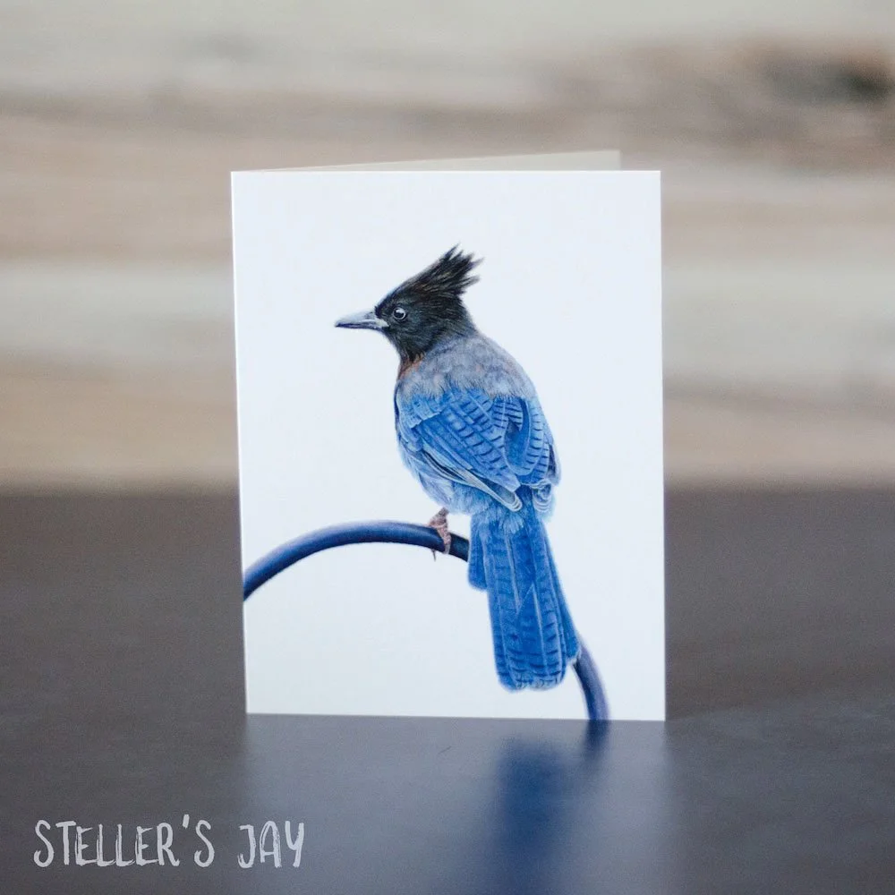 Pastel drawing of a Steller's jay perched on a bird feeder hook. Illustration is shown printed on a blank greeting card.