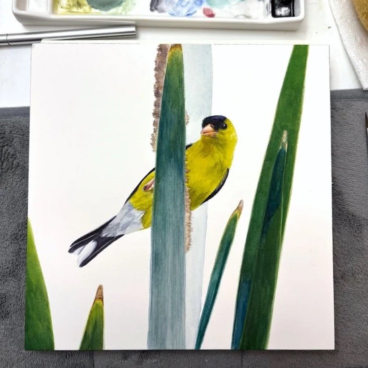 American Goldfinch Study 7.9" x 7.9" Original Watercolor Painting