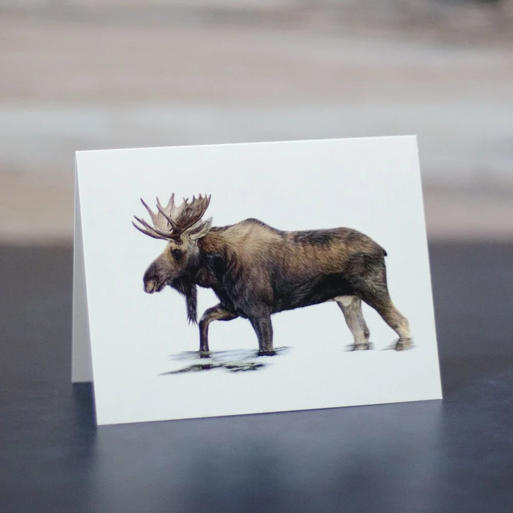 Colored pencil drawing of a moose wading in water. Illustration has been printed on a blank greeting card.