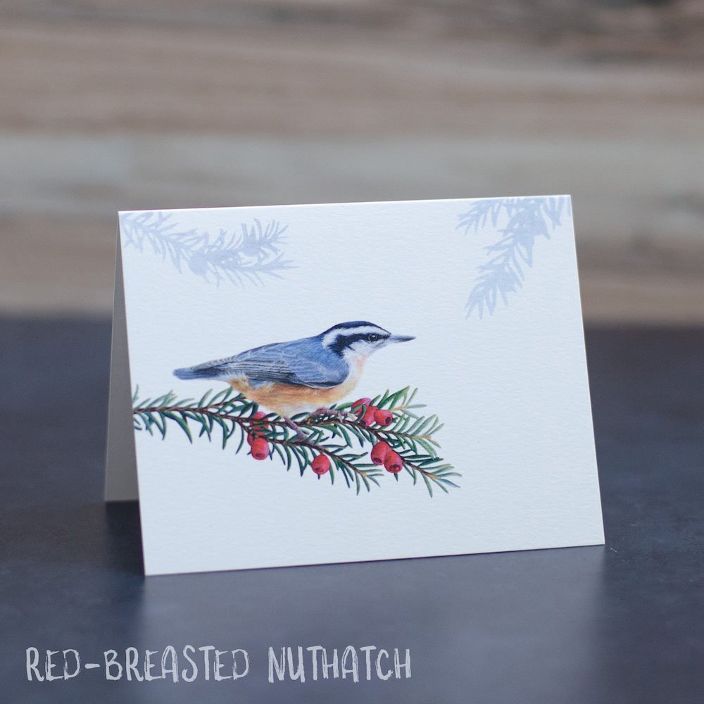 Pastel drawing of a red-breasted nuthatch perched on a Pacific yew branch with fruit. Art is printed on a blank greeting card.