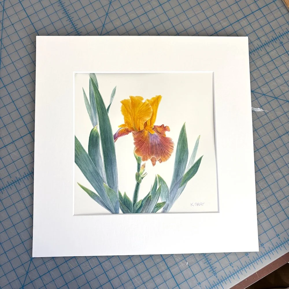 A watercolor painting of an orange and pink iris sits behind a white mat.