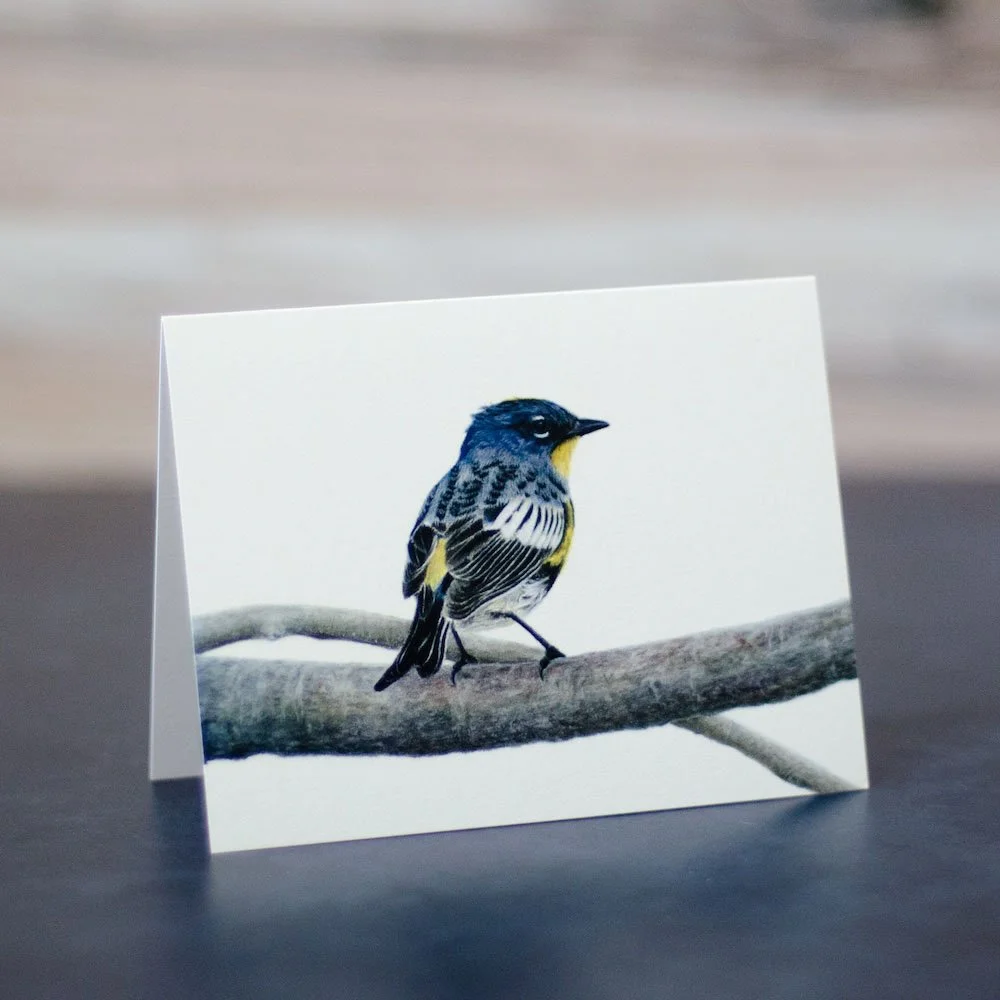 Pastel drawing of a yellow-rumped warbler perched on a large branch. Art is printed on a blank greeting card.