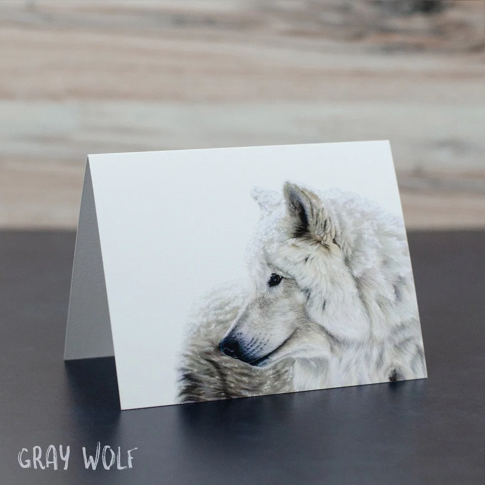 Pastel drawing of a grey wolf with white fur covered in snowflakes. Illustration is shown printed on a blank greeting card.