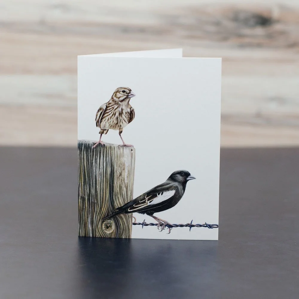 Pastel drawing of a lark bunting pair on a wooden fence post and barbed wire. Art is printed on a blank greeting card.