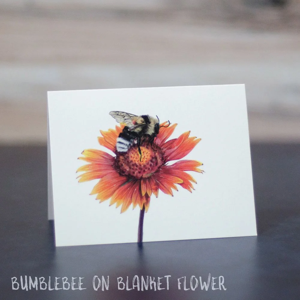 Pastel drawing of a fuzzy bumblebee on native blanket flower. Illustration is printed on a blank greeting card.