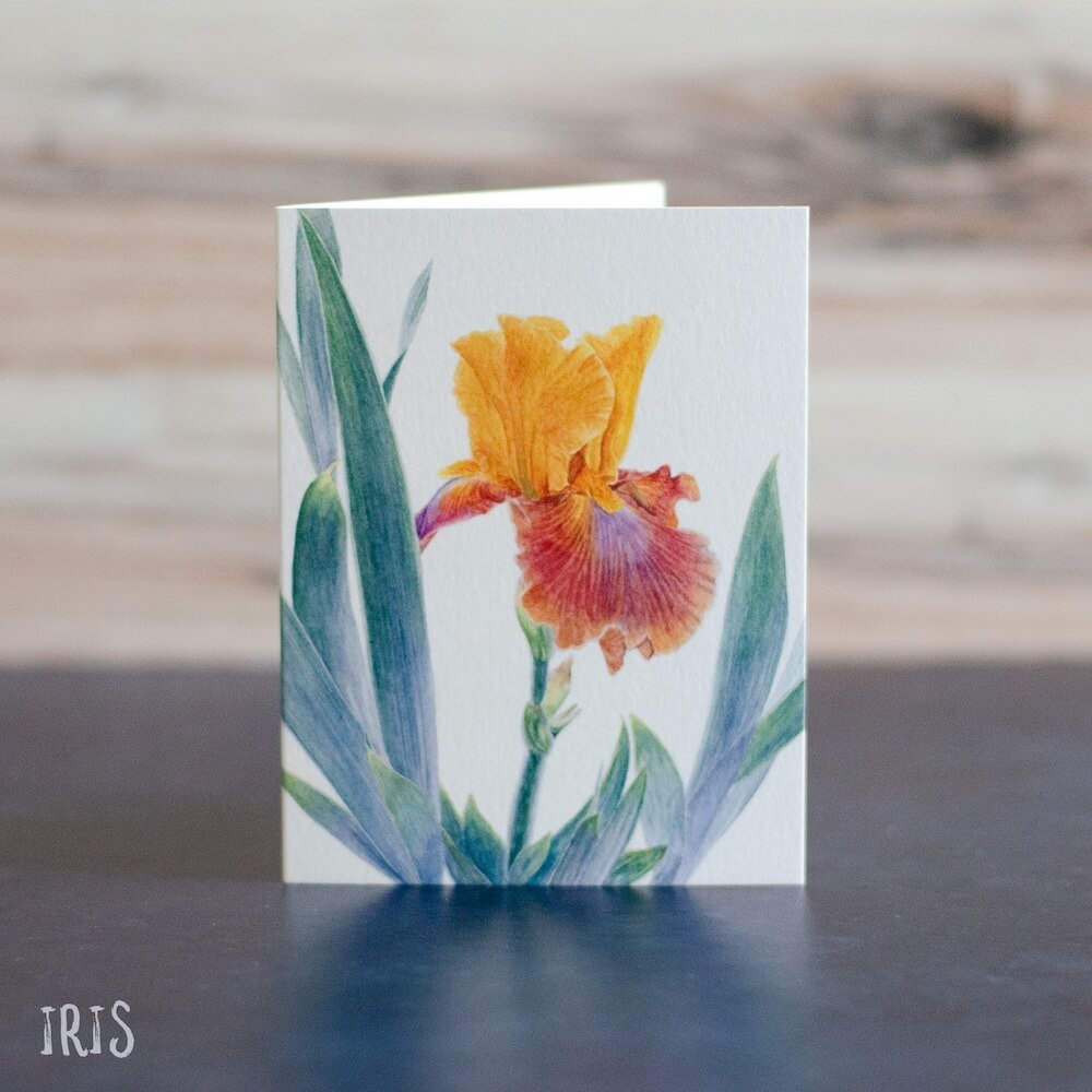 Watercolor painting of a cultivated iris variety with orange, pink, and purple petals. Art is printed on a blank greeting card.