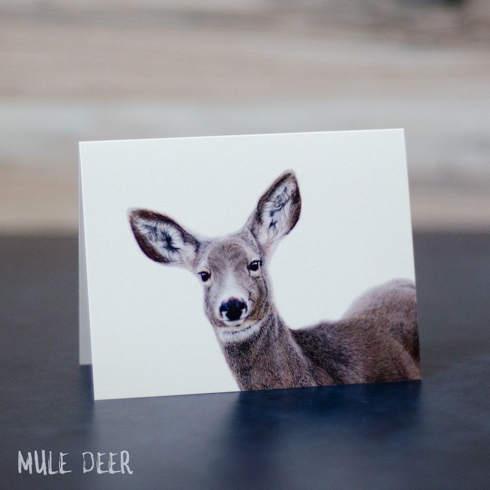 Pastel drawing of a mule deer doe looking toward the viewer. Illustration is shown printed on a blank greeting card.