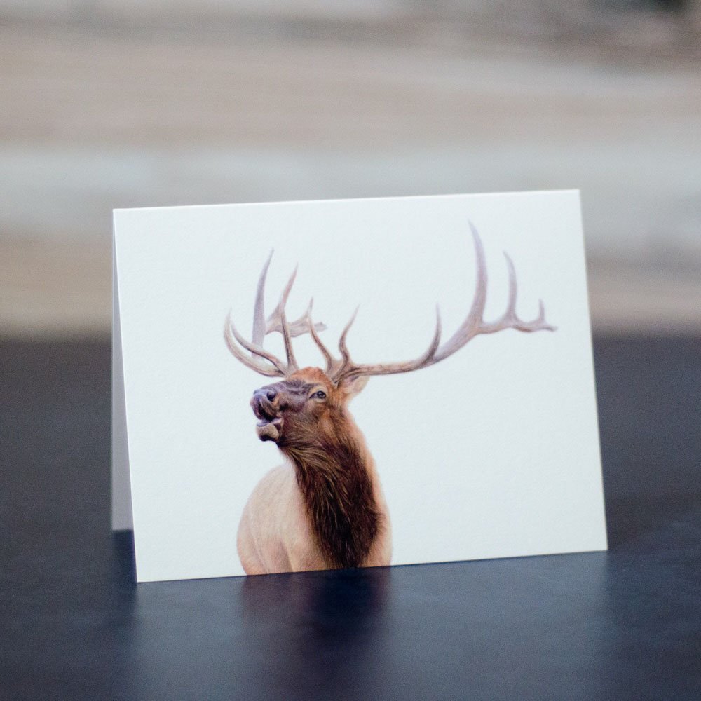 Colored pencil drawing of an elk bugling. He has very large antlers. Art is printed on a blank greeting card.