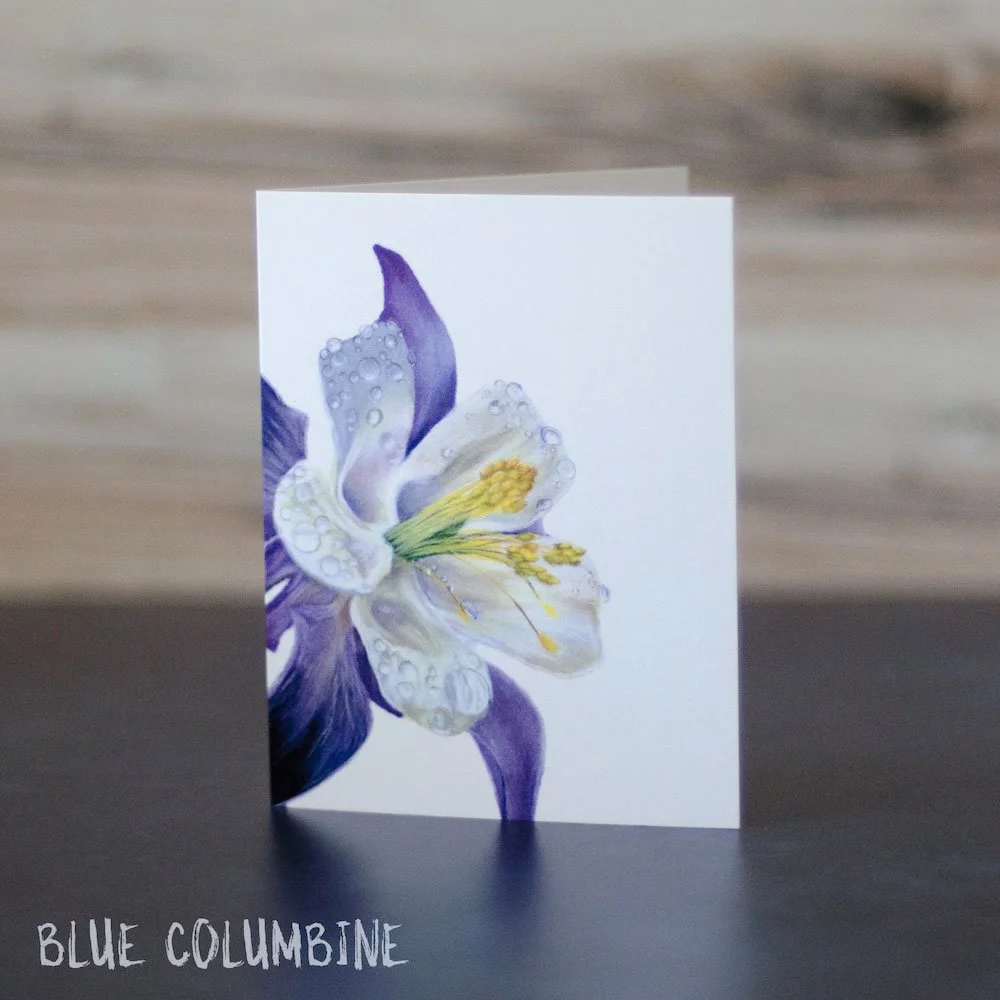 Pastel drawing of a Colorado blue columbine close up with water droplets on petals. Art is printed on a blank greeting card.