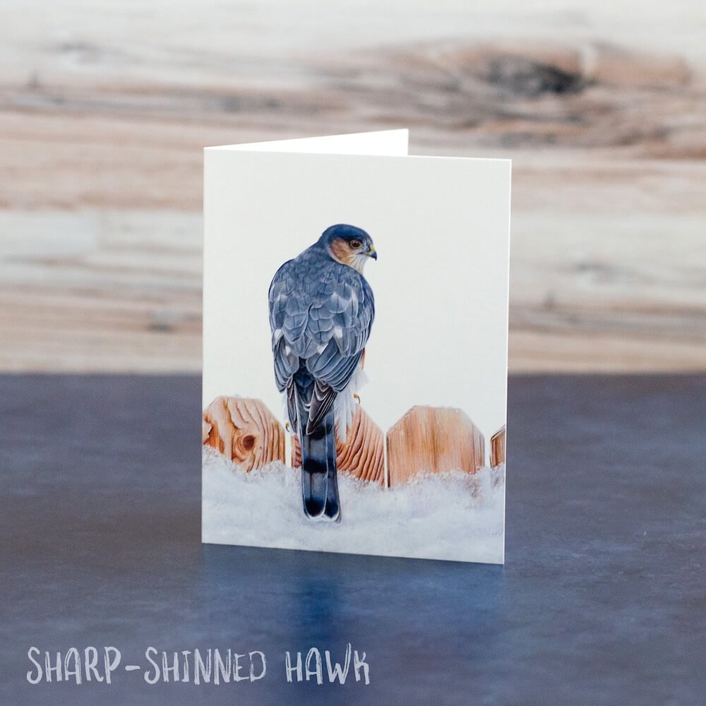 Pastel drawing of a sharp-shinned hawk perched on a snowy, wooden fence. Art is printed on a blank greeting card.